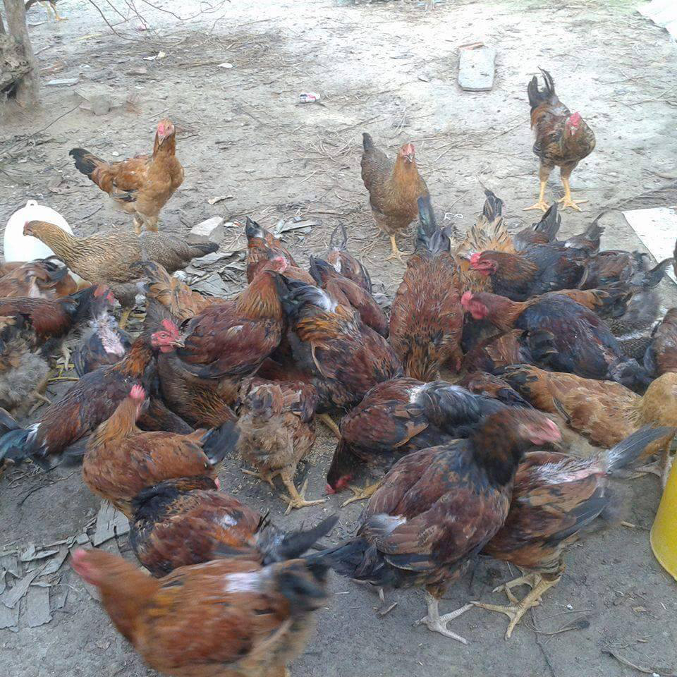 Bán gà lai chọi giống chuẩn giá rẻ