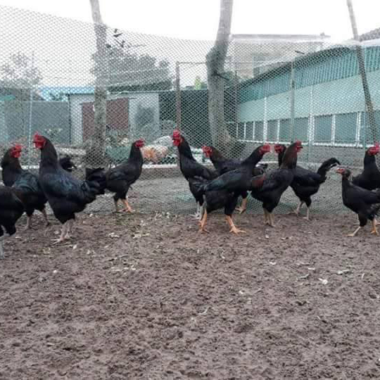 Bán gà lai chọi giống chuẩn giá rẻ