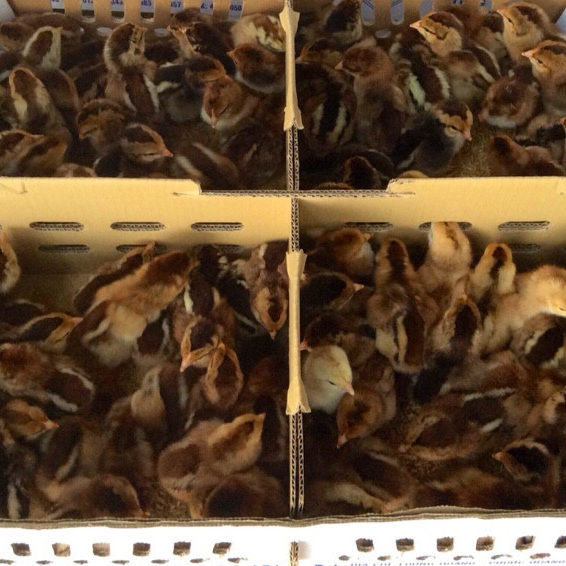 Bán gà ta lai nòi giống chuẩn giá rẻ