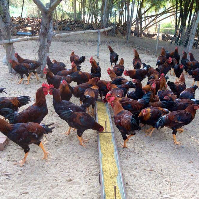 Bán gà ta lai nòi giống chuẩn giá rẻ