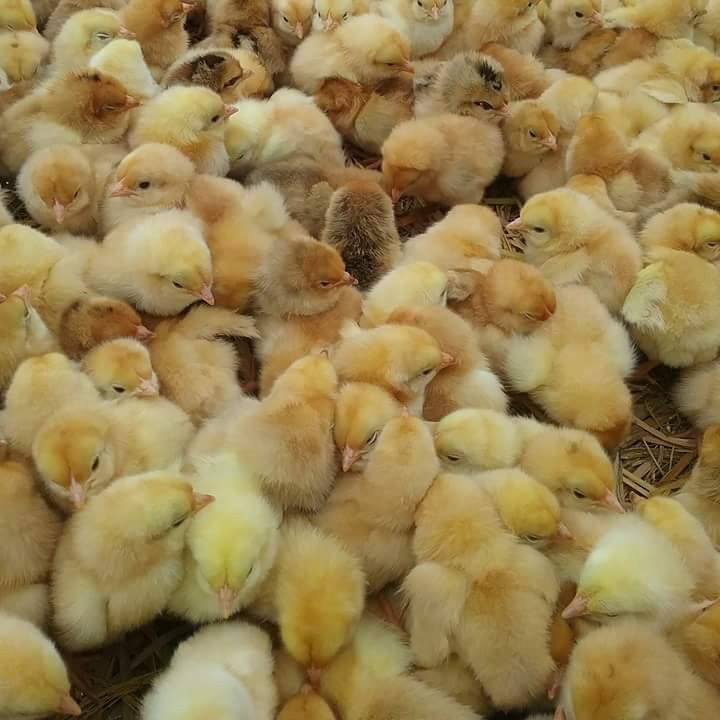 Bán gà ta thuần giống chuẩn giá rẻ