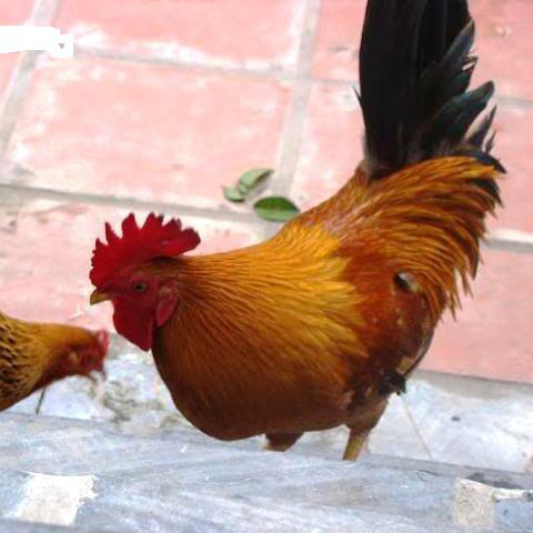 Bán gà ta thuần giống chuẩn giá rẻ