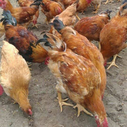 Bán gà ta lai giống chuẩn giá rẻ