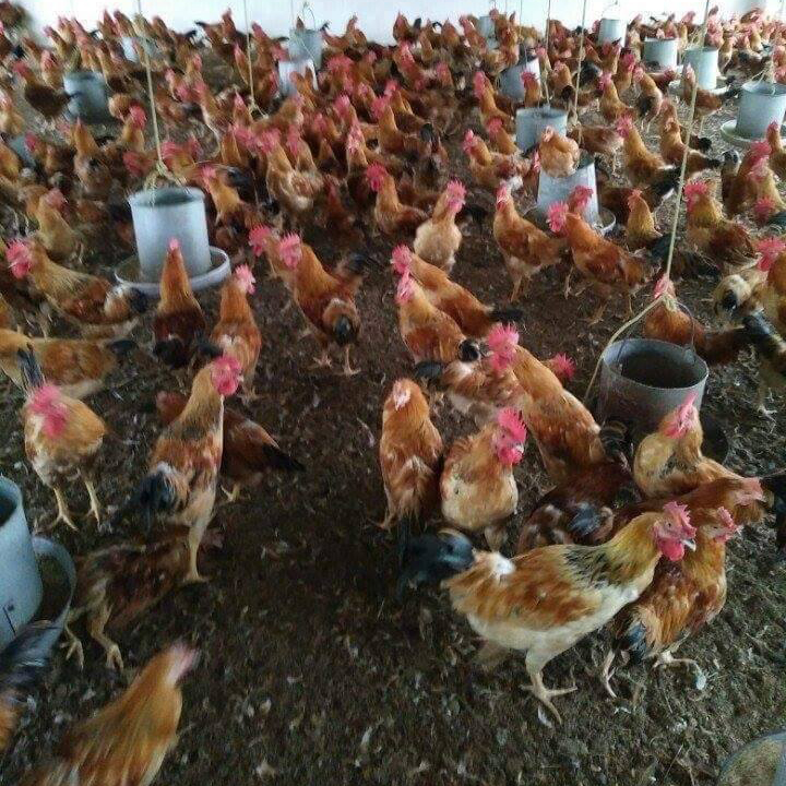 Bán gà ta lai giống chuẩn giá rẻ