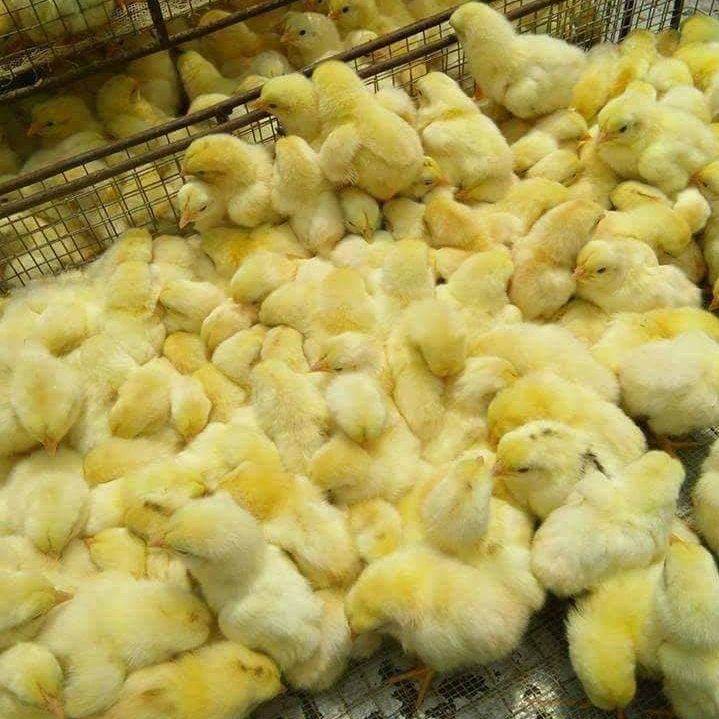 Bán gà ri lạc thủy ( gà ri hòa bình ) giống chuẩn giá rẻ