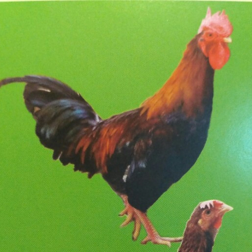 Bán gà ri lạc thủy ( gà ri hòa bình ) giống chuẩn giá rẻ