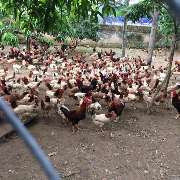 Bán gà mía thuần ( gà mía sơn tây) giống chuẩn giá rẻ