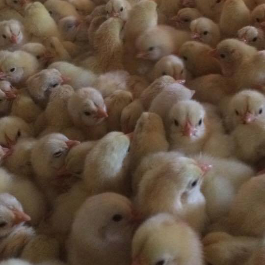 Bán gà mía thuần ( gà mía sơn tây) giống chuẩn giá rẻ