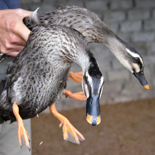 Bán vịt trời giống chuẩn giá rẻ