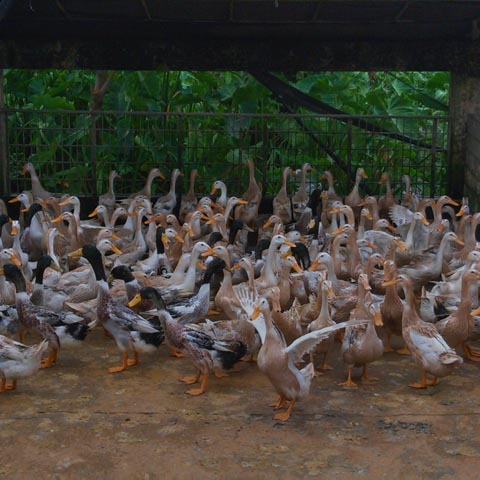 Bán vịt siêu trứng triết giang giống chuẩn giá rẻ