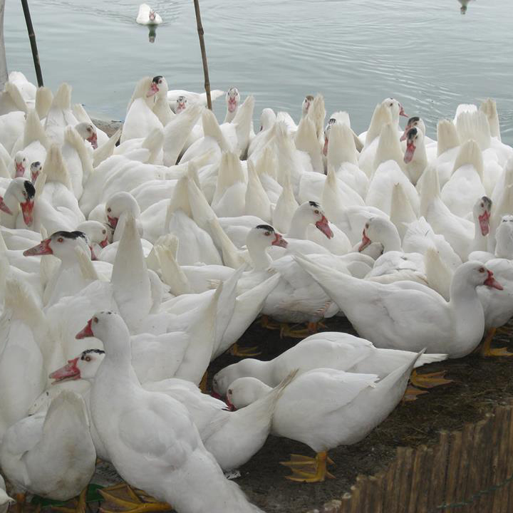 Bán ngan pháp thường ( ngan pháp R51) giống chuẩn giá rẻ