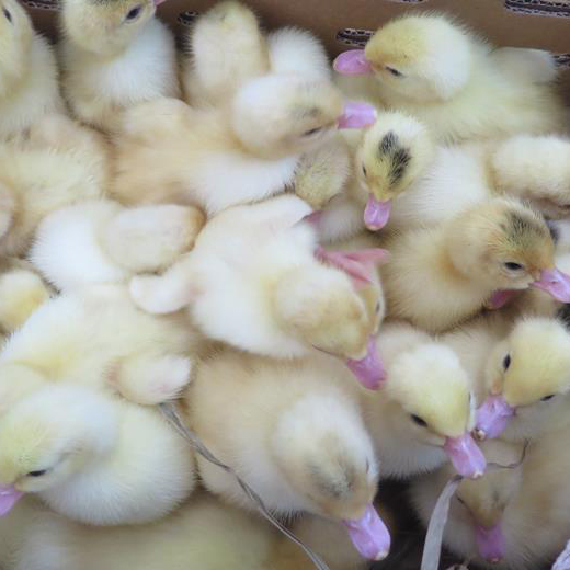 Bán ngan pháp siêu nặng ( ngan pháp R71) giống chuẩn giá rẻ