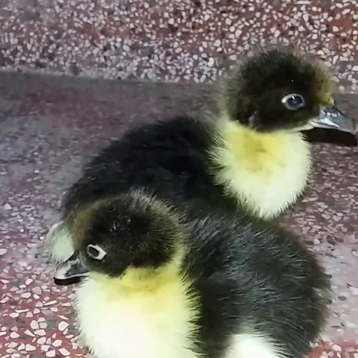 Bán ngan đen ( vịt xiêm ) giống chuẩn giá rẻ