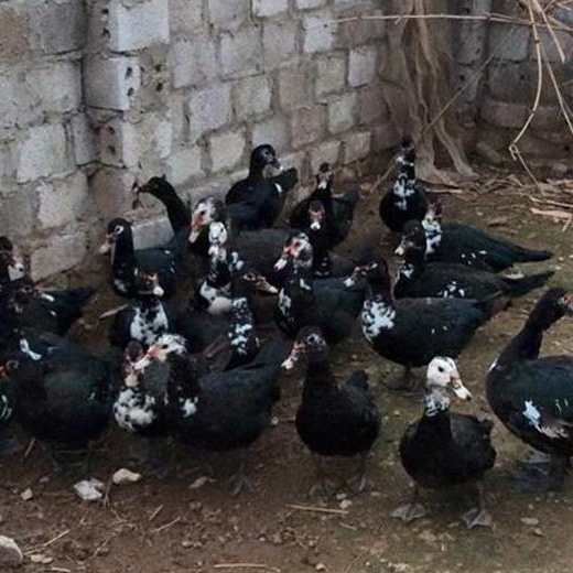 Bán ngan đen ( vịt xiêm ) giống chuẩn giá rẻ