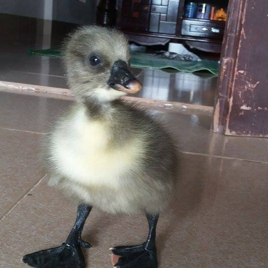 Bán gà ngỗng sư tử giống chuẩn giá rẻ