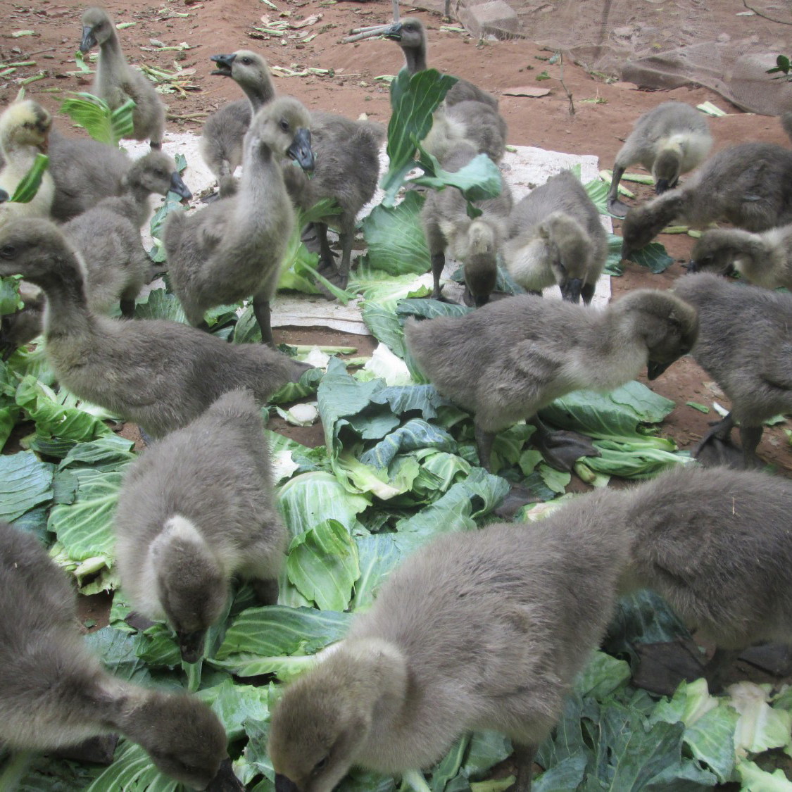 Bán gà ngỗng sư tử giống chuẩn giá rẻ