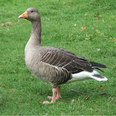 Bán ngỗng cỏ ( ngỗng thường ) giống chuẩn giá rẻ