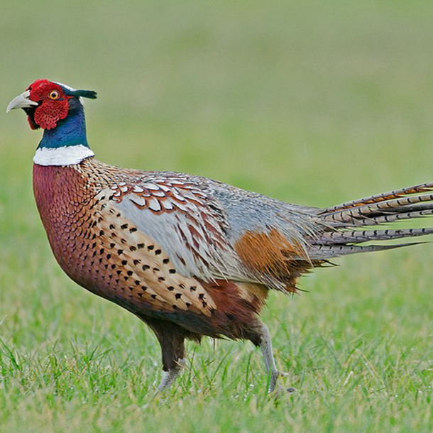 Bán chim trĩ đỏ giống chuẩn giá rẻ