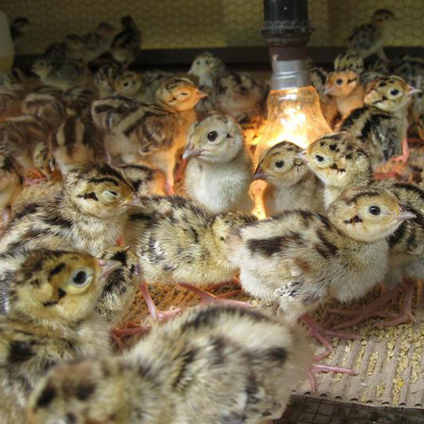 Bán chim trĩ đỏ giống chuẩn giá rẻ