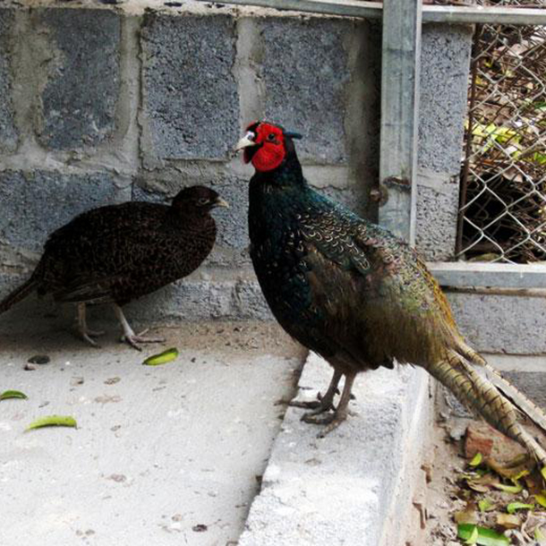 Bán chim trĩ xanh giống chuẩn giá rẻ