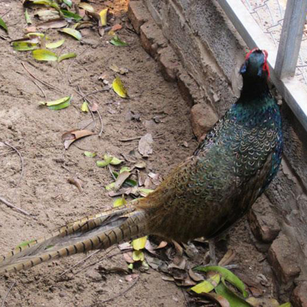 Bán chim trĩ xanh giống chuẩn giá rẻ