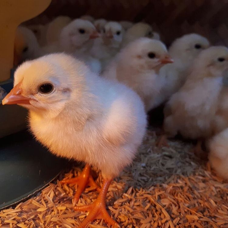 Bán gà móng thuần chủng giống chuẩn giá rẻ