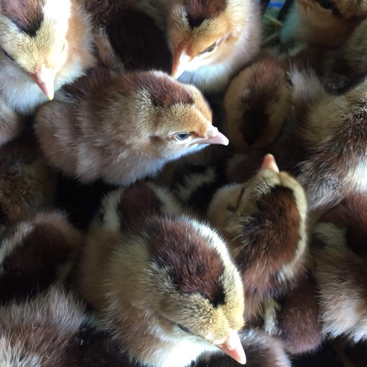 Bán gà chíp tàu giống chuẩn giá rẻ