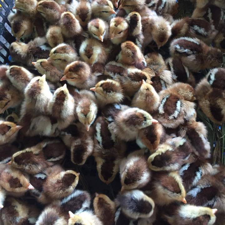 Bán gà chíp tàu giống chuẩn giá rẻ