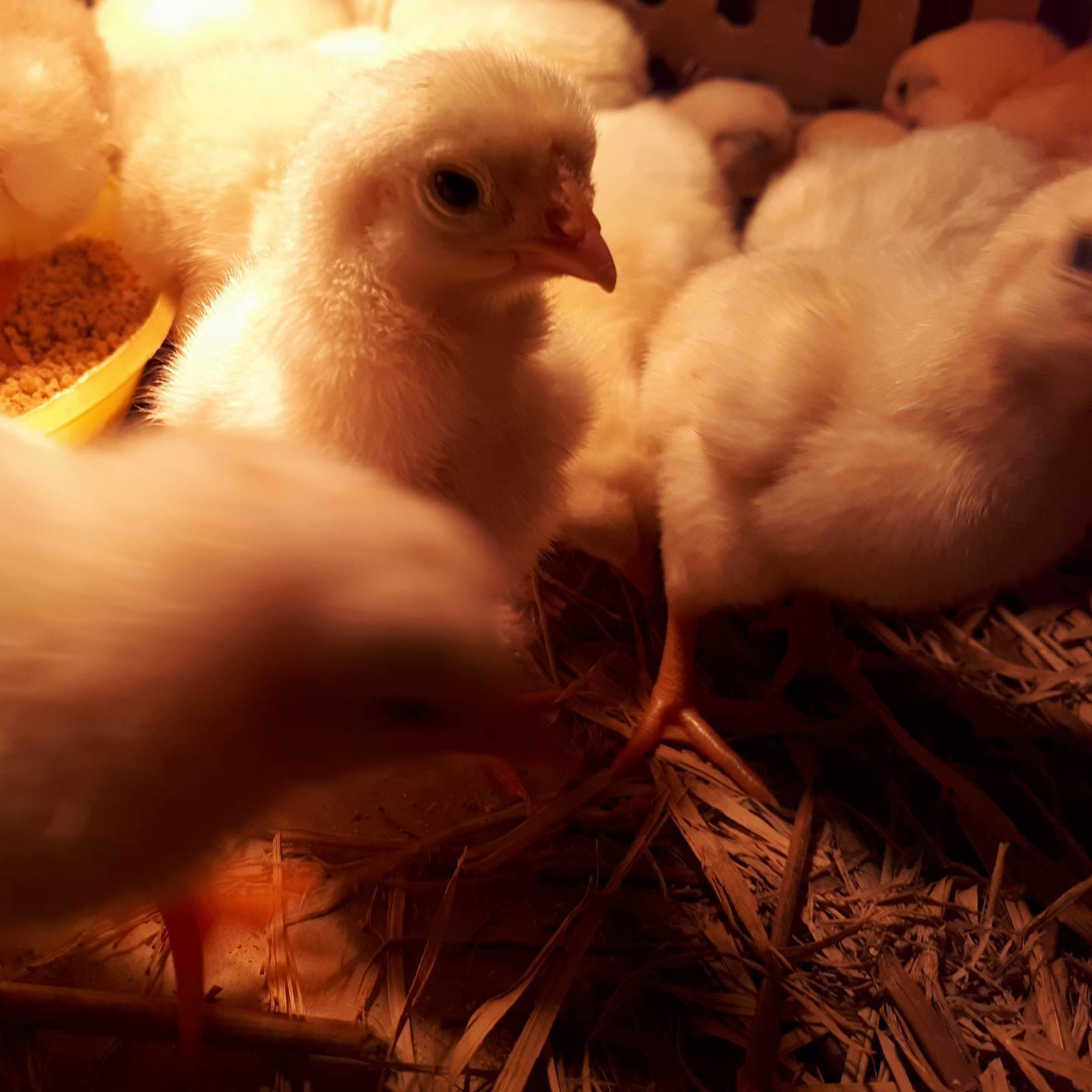 Bán gà đông tảo lai giống chuẩn giá rẻ