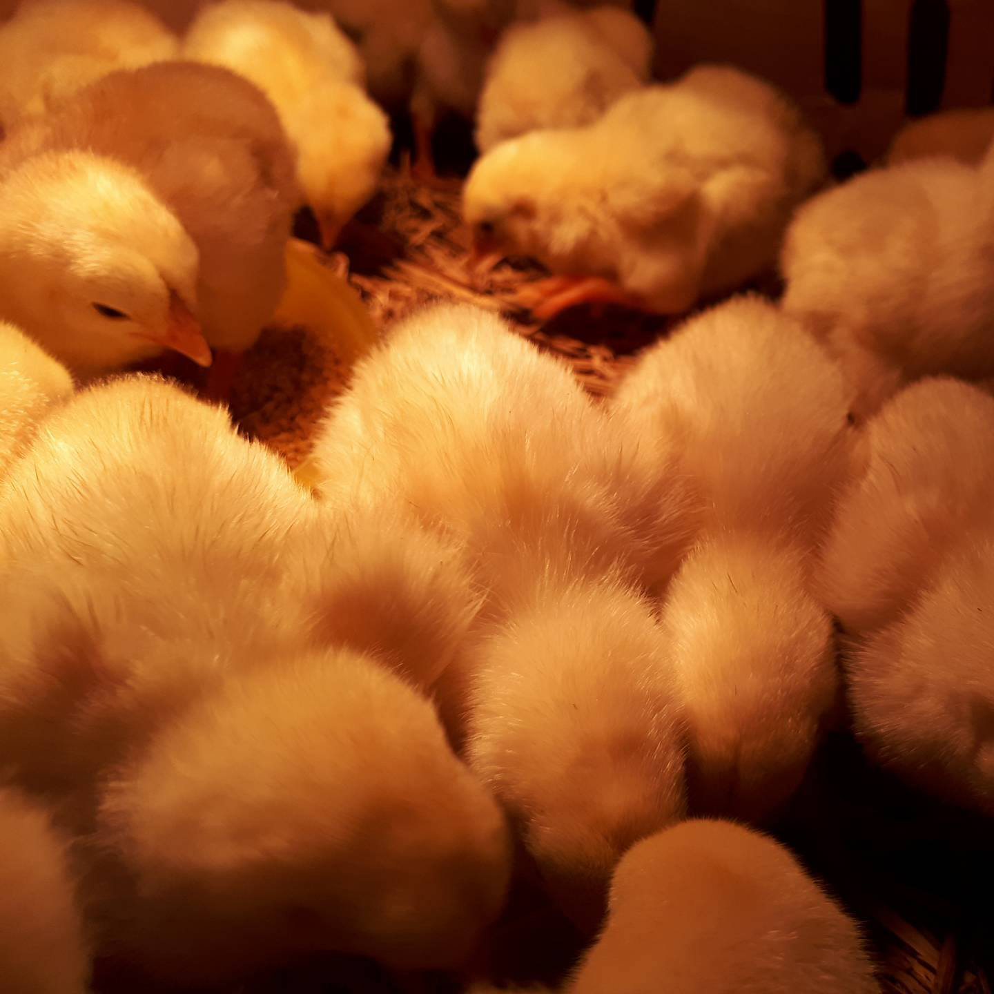 Bán gà đông tảo lai giống chuẩn giá rẻ