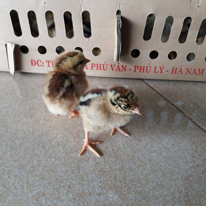 Bán gà móng lai giống giá rẻ