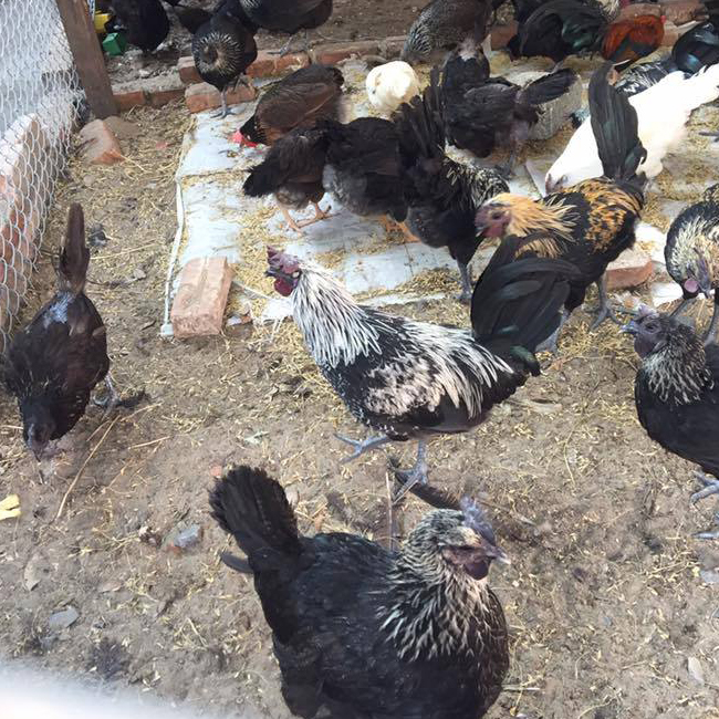 Bán gà H'mông giống chuẩn giá rẻ