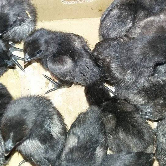 Bán gà H'mông giống chuẩn giá rẻ