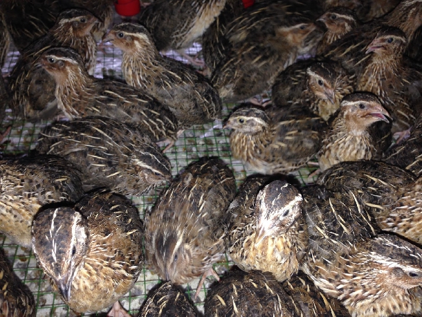 Hướng dẫn nuôi chim cút