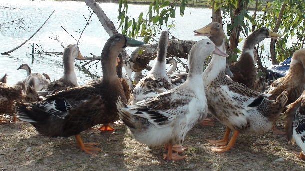 Hướng dẫn chăn nuôi vịt sinh sản ( vịt siêu đẻ )