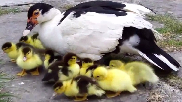 Những bệnh thường gập trên ngan, vịt triệu trứng và phương pháp điều trị