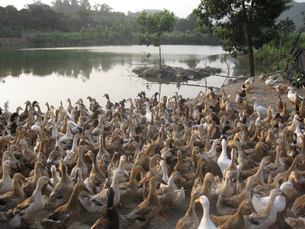 Mô hình chăn nuôi vịt hiệu quả