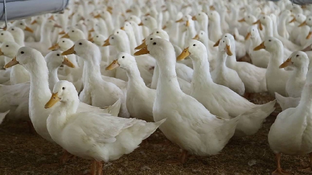 Hướng dẫn chăn nuôi vịt giống địa phương