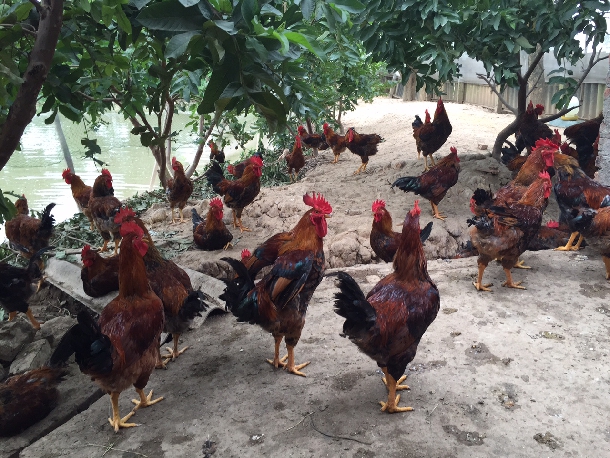 Mô hình chăn nuôi gà ta đạt hiệu quả cao