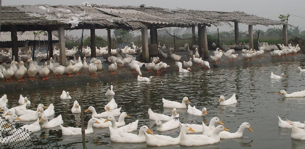 Hướng dẫn chăn nuôi vịt thịt đạt hiệu quả kinh