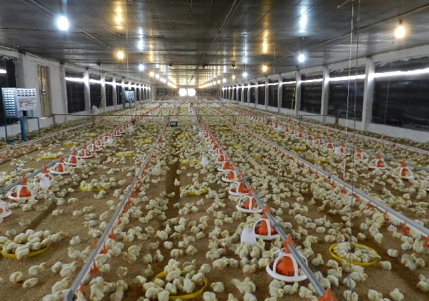 Các điều kiện quyết định thành công trong chăn nuôi