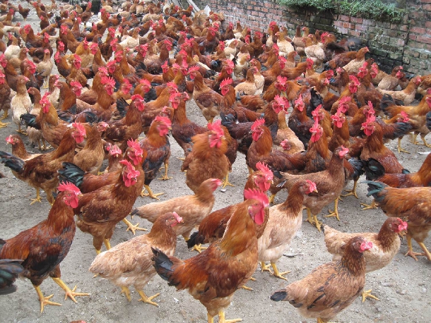 Phương pháp lập kế hoạch sản xuất đàn gà thương phẩm