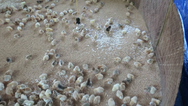 Hướng dẫn kỹ thuật úm gà con hiệu quả và nhanh lớn