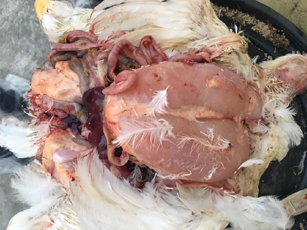 Hướng dẫn kiểm soát bệnh cầu trùng trên gà hiệu quả