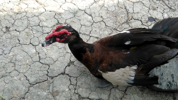 Nhận biết và phòng ngừa bệnh rụng lông suy nhược ở Vịt Xiêm