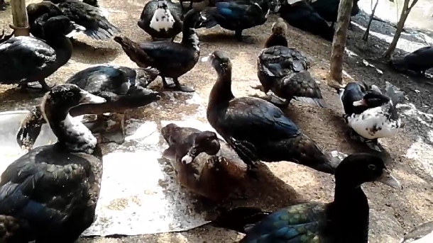 Hướng dẫn chăn nuôi vịt xiêm lai Pháp cơ bản