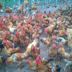 Bán gà ta lai giống chuẩn giá rẻ