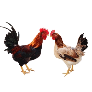 Bán gà ri lạc thủy ( gà ri hòa bình ) giống chuẩn giá rẻ