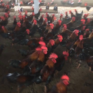 Bán gà mía thuần ( gà mía sơn tây) giống chuẩn giá rẻ