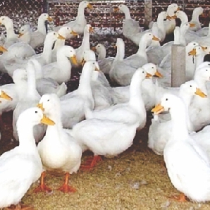 Bán vịt bầu cánh trắng giống chuẩn giá rẻ